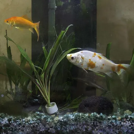 Laurel Bank Πανσιόν Κέσγουικ