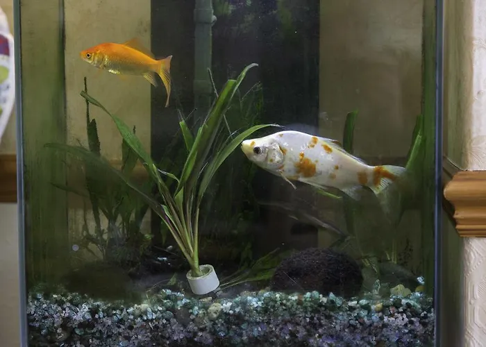 Laurel Bank Guest house Keswick (Cumbria)